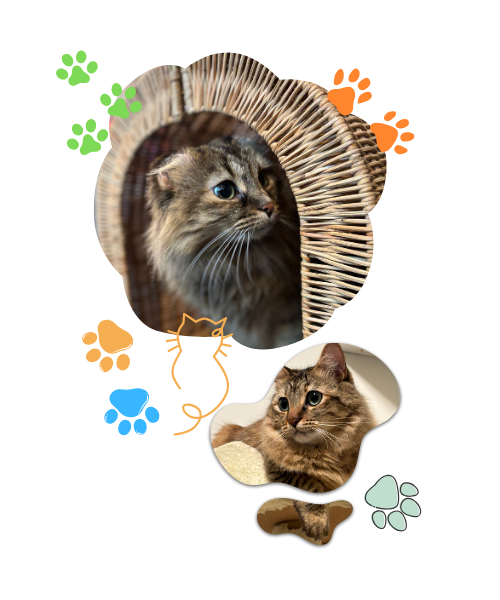 Sagecatsitting, cat, feline friend, purr, catsitting, cat hotel, pet care, cat care