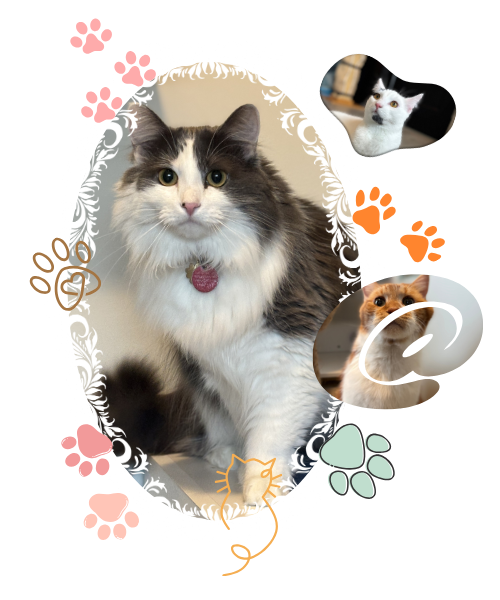 Sagecatsitting, cat, feline friend, purr, catsitting, cat hotel, pet care, cat care