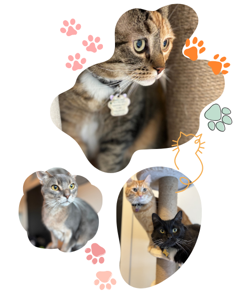 Sagecatsitting, cat, feline friend, purr, catsitting, cat hotel, pet care, cat care