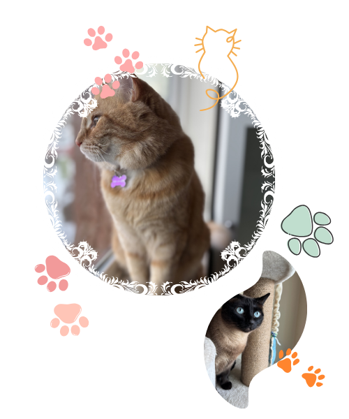 Sagecatsitting, cat, feline friend, purr, catsitting, cat hotel, pet care, cat care