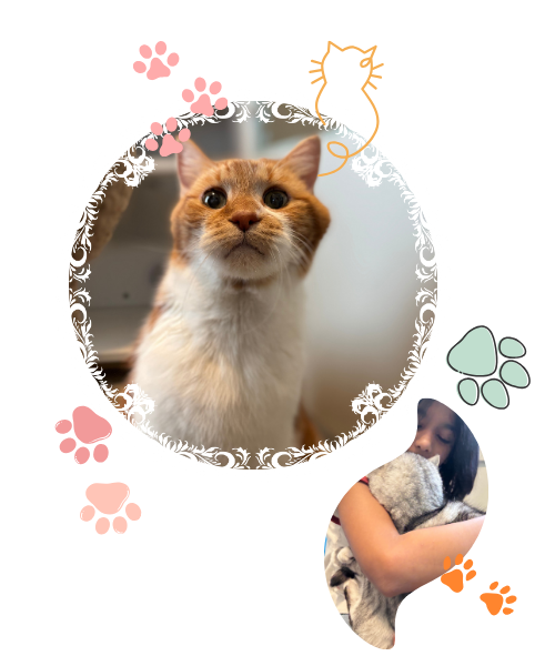 Sagecatsitting, cat, feline friend, purr, catsitting, cat hotel, pet care, cat care