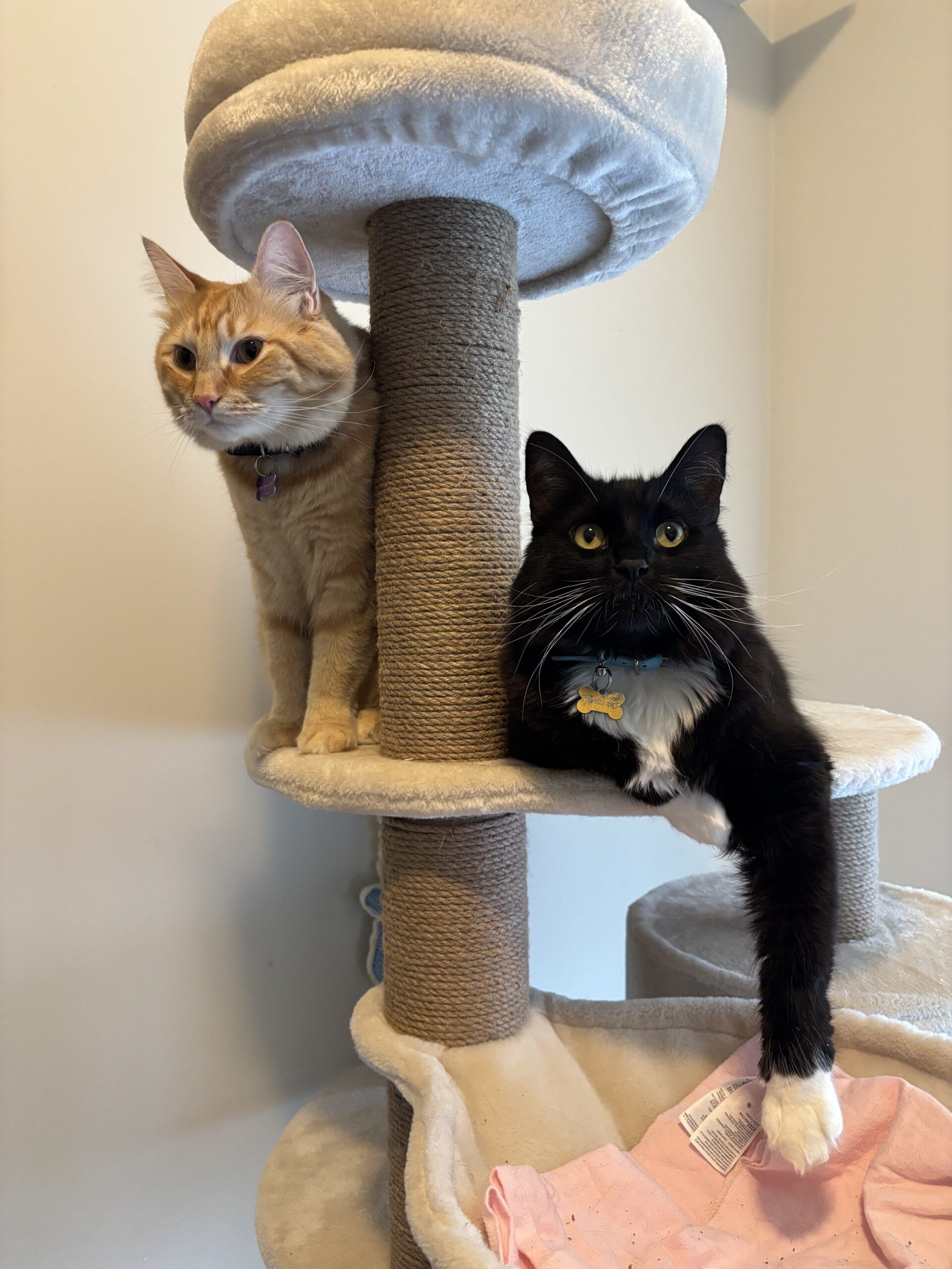 Sagecatsitting, cat, feline friend, purr, catsitting, cat hotel, pet care, cat care